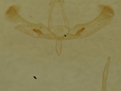 genitalia view of adult Meganola spodia