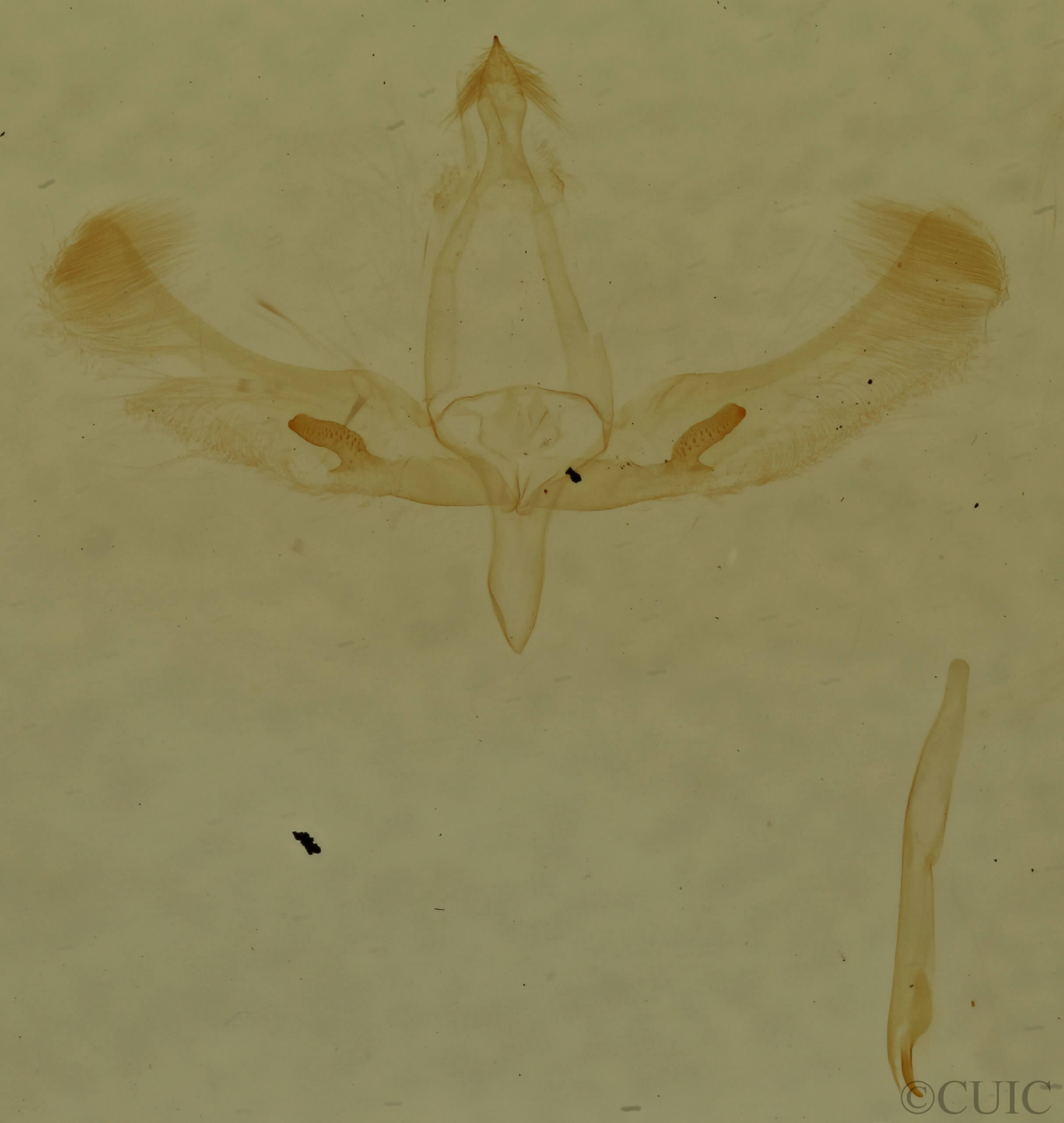 genitalia view of adult Meganola spodia