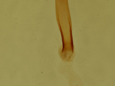 genitalia view of adult Meganola spodia