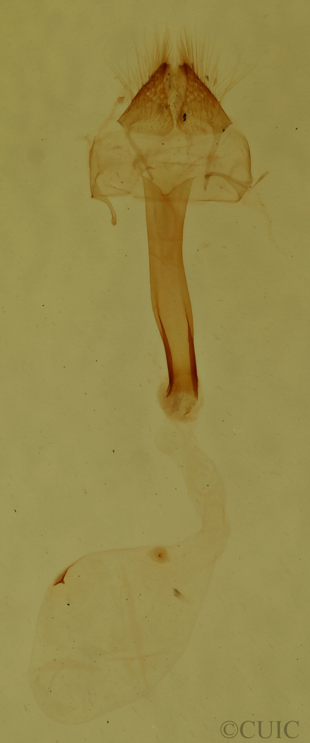 genitalia view of adult Meganola spodia