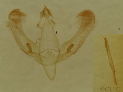 genitalia view of adult Meganola spodia