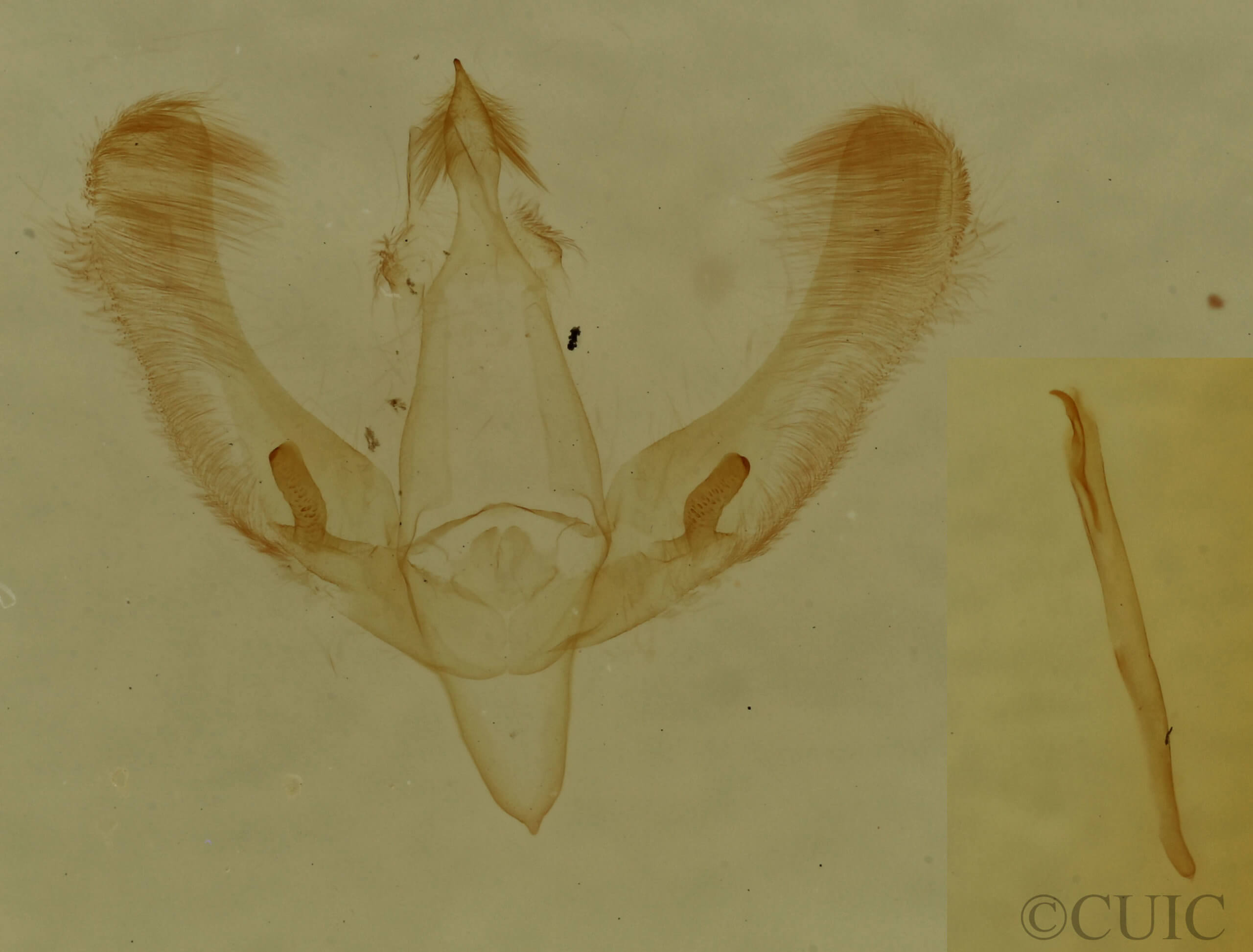 genitalia view of adult Meganola spodia
