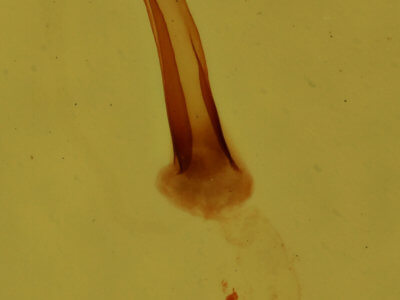genitalia view of adult Meganola spodia