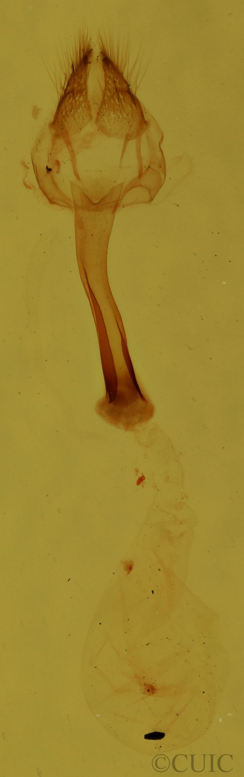 genitalia view of adult Meganola spodia
