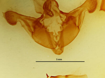 genitalia view of adult Melanchra persicariae