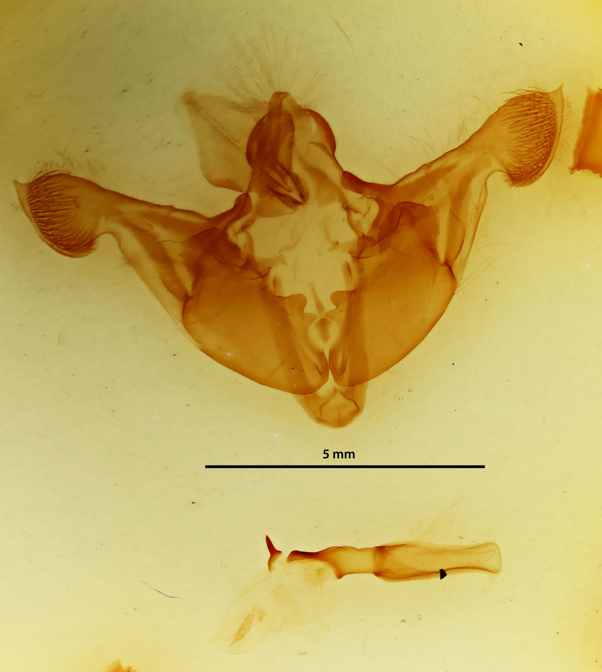 genitalia view of adult Melanchra persicariae