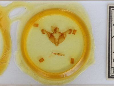 slide view of adult Melanchra persicariae