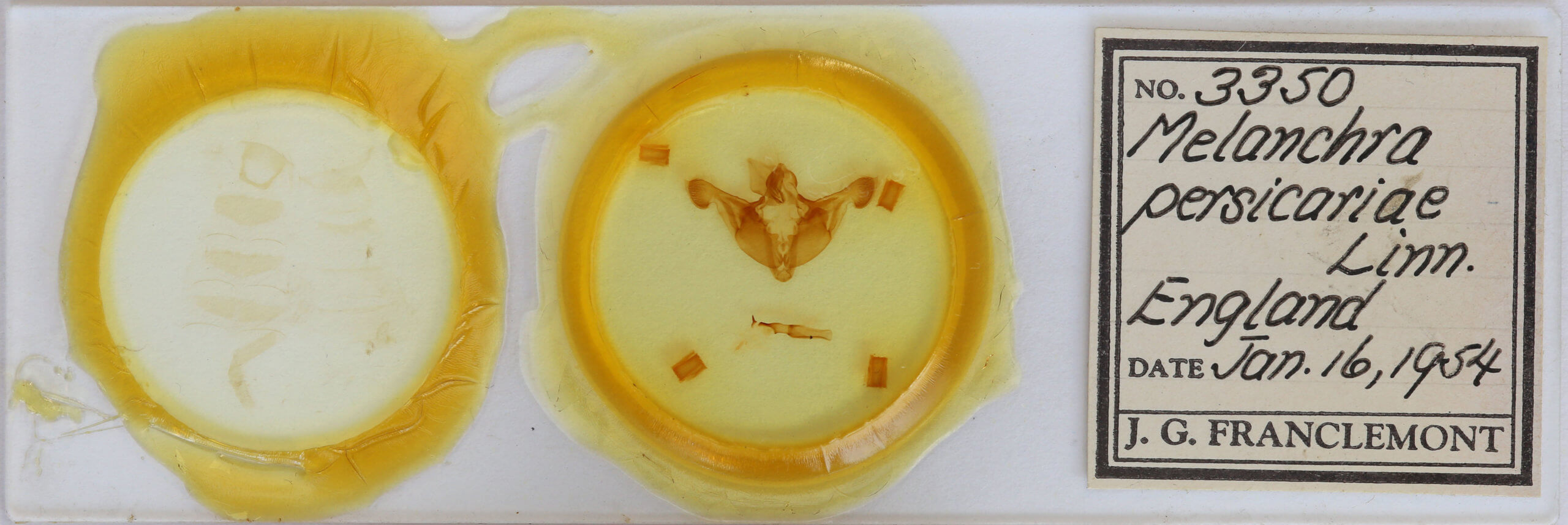 slide view of adult Melanchra persicariae