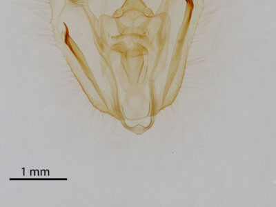 genitalia view of adult Melanolophia canadaria