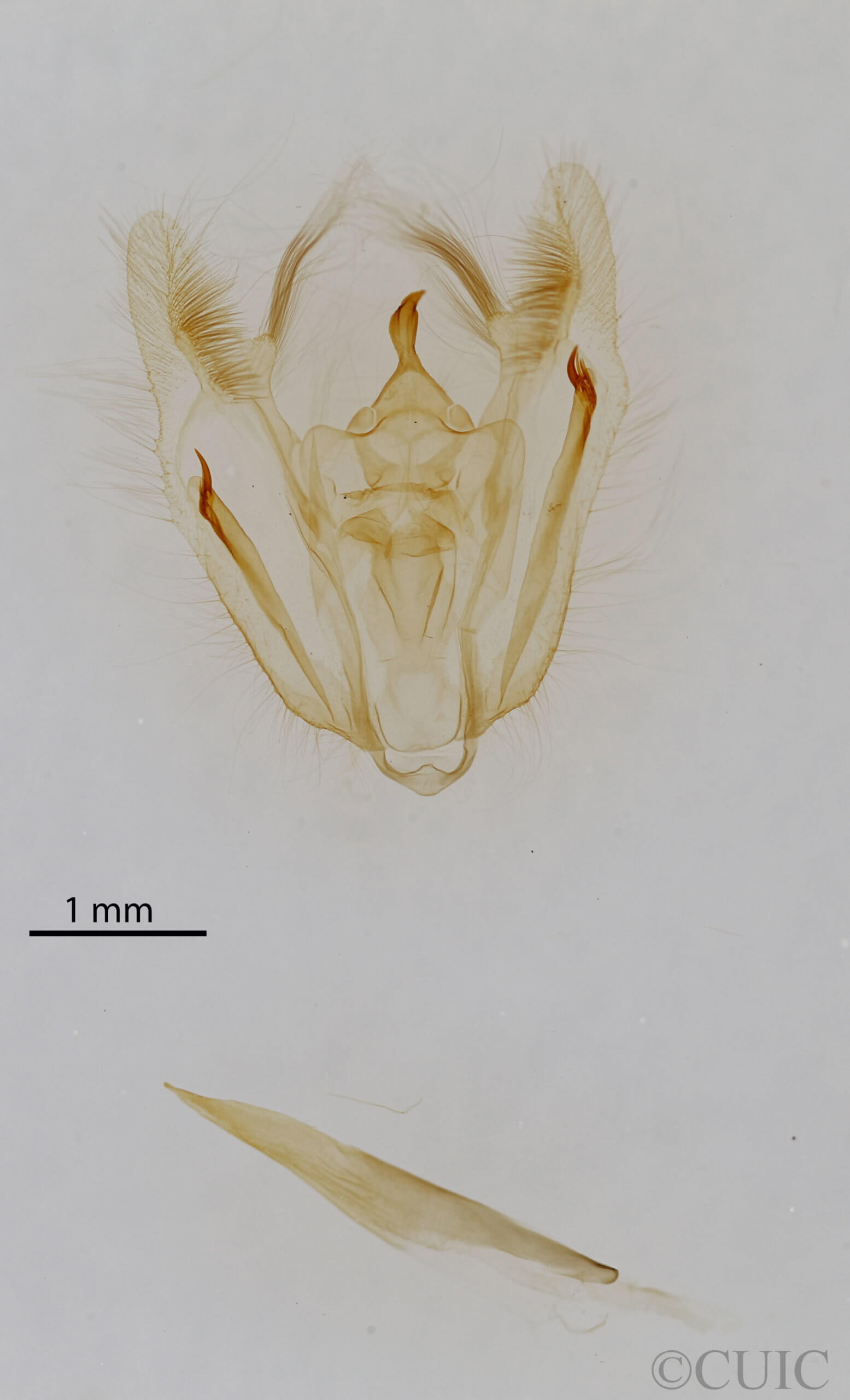 genitalia view of adult Melanolophia canadaria