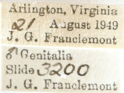 label view of adult Melanolophia canadaria