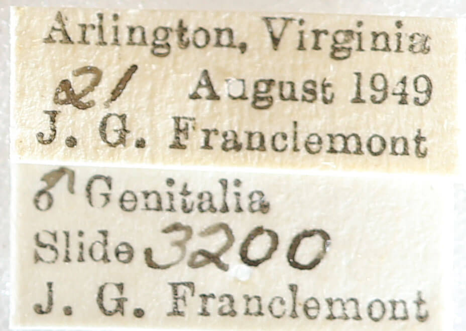 label view of adult Melanolophia canadaria