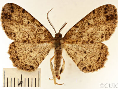dorsal view of adult Melanolophia canadaria