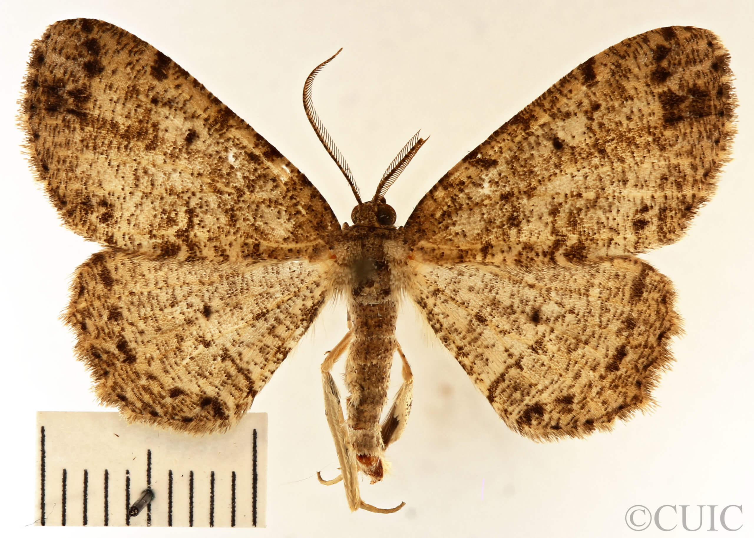 dorsal view of adult Melanolophia canadaria