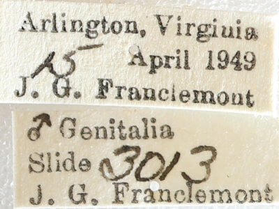 label view of adult Melanolophia canadaria