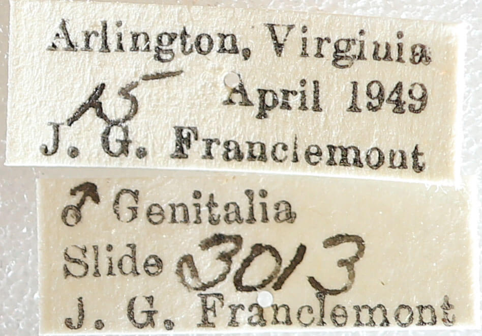 label view of adult Melanolophia canadaria