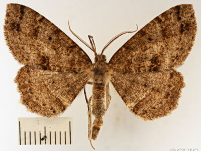 dorsal view of adult Melanolophia canadaria