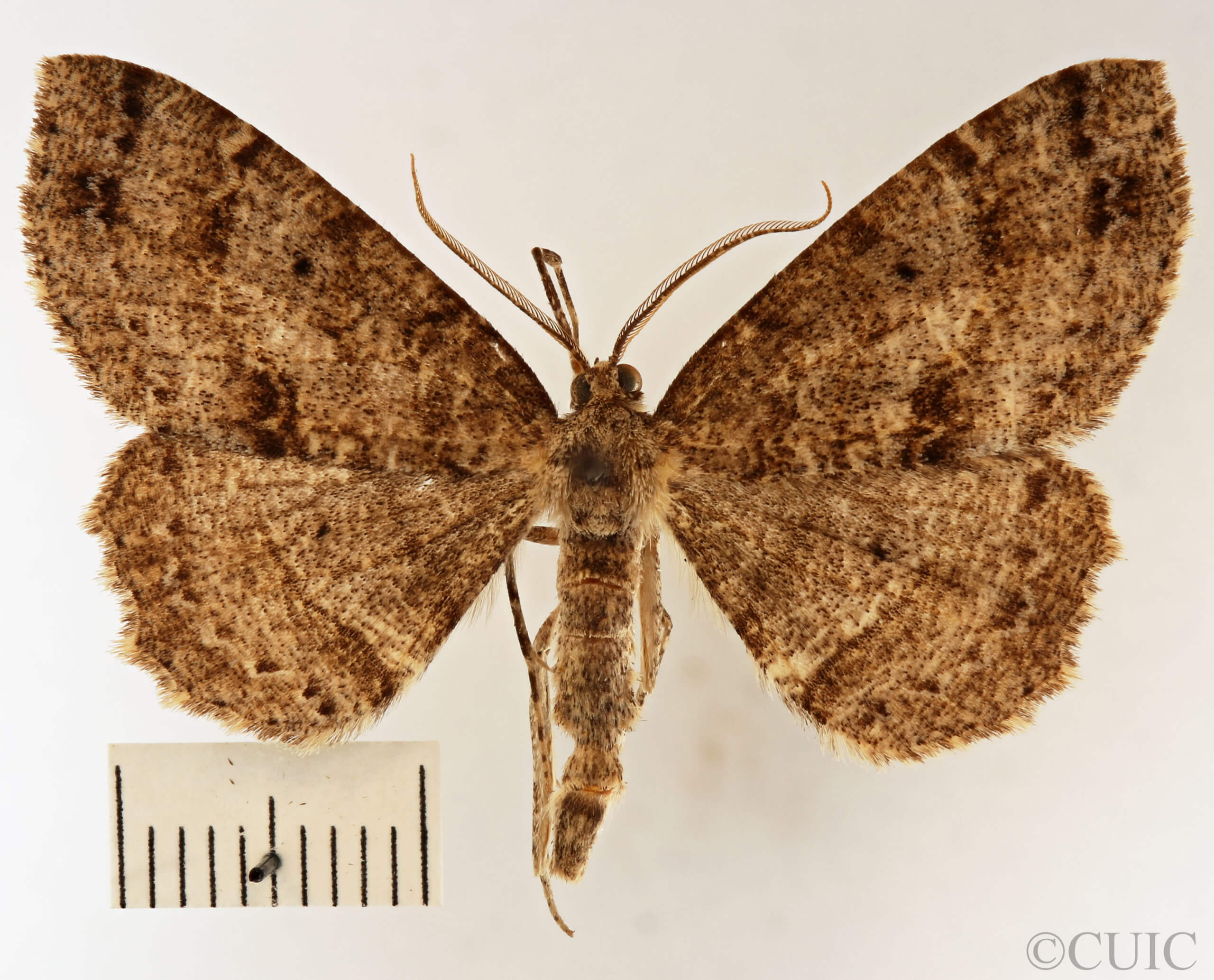dorsal view of adult Melanolophia canadaria