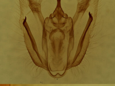genitalia view of adult Melanolophia canadaria
