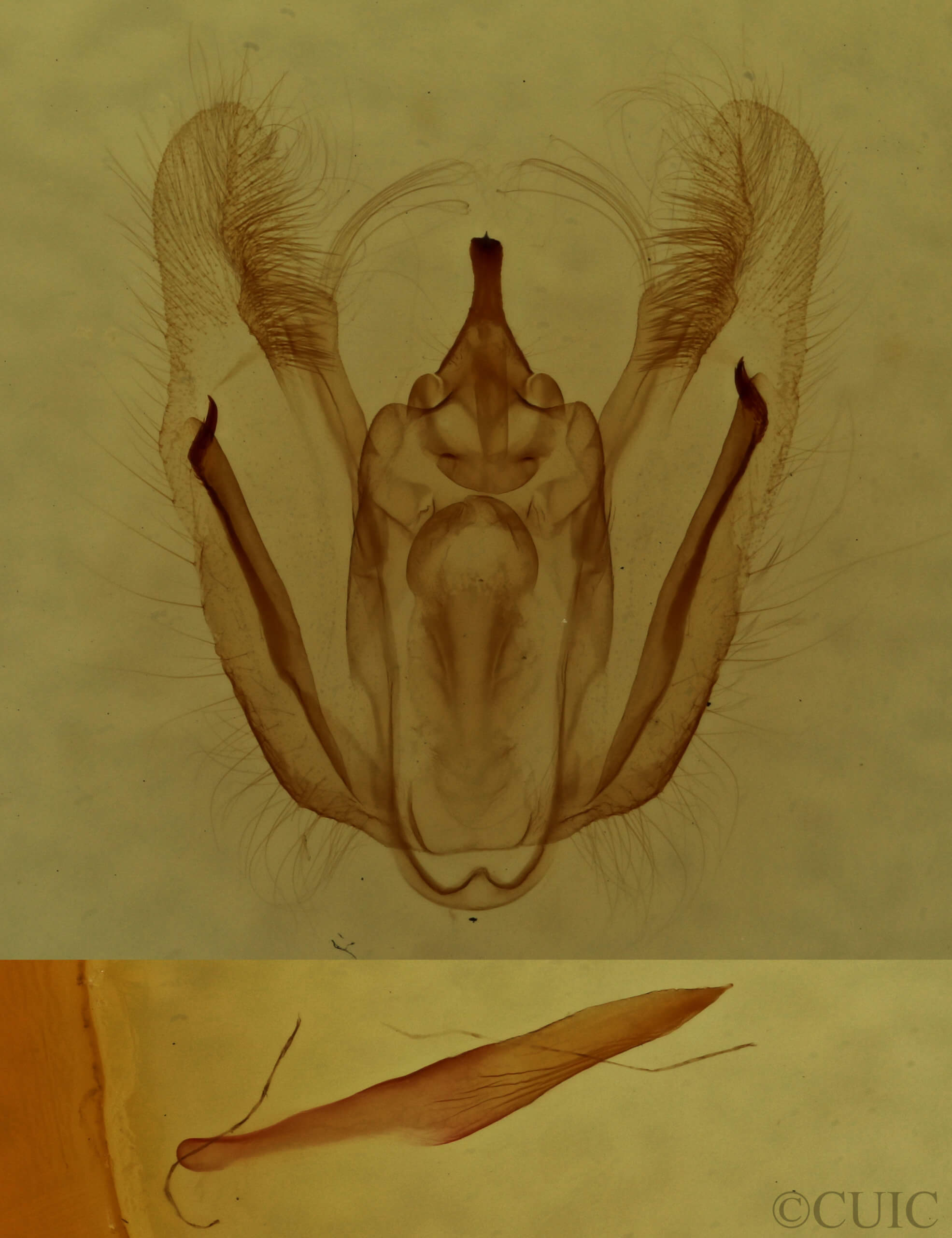 genitalia view of adult Melanolophia canadaria