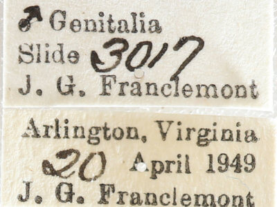 label view of adult Melanolophia canadaria