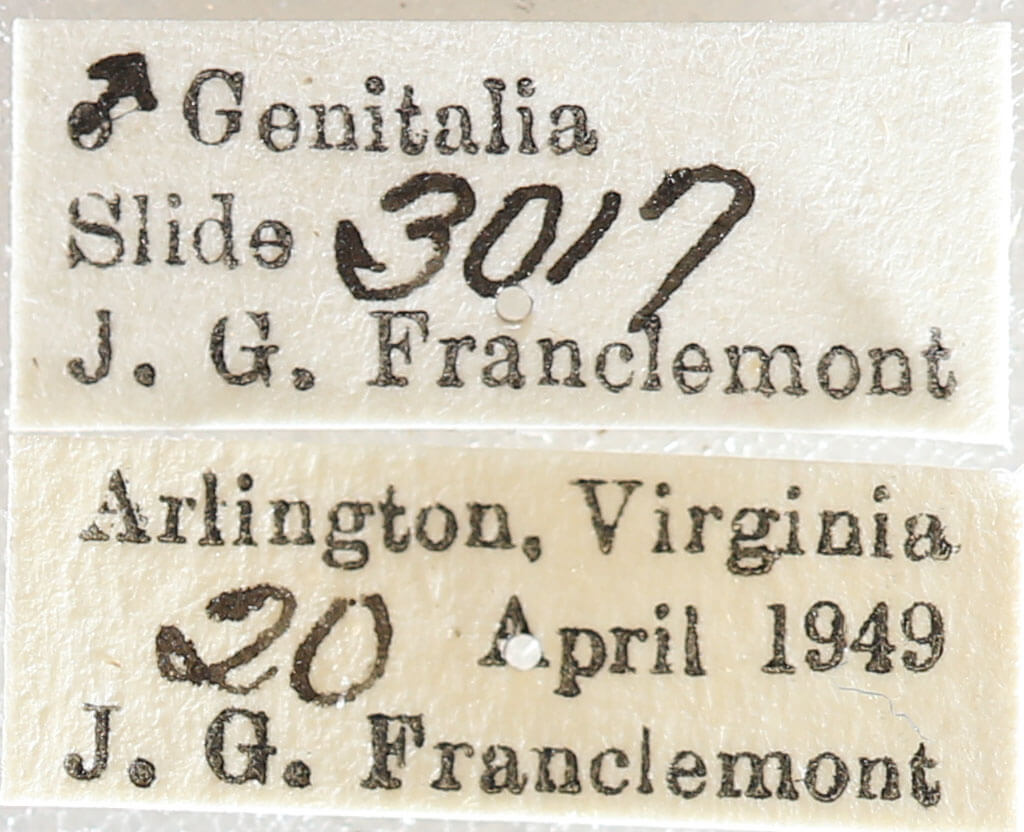 label view of adult Melanolophia canadaria