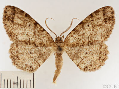 dorsal view of adult Melanolophia canadaria