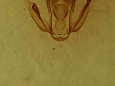 genitalia view of adult Melanolophia canadaria
