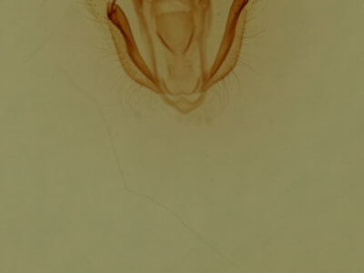 genitalia view of adult Melanolophia canadaria