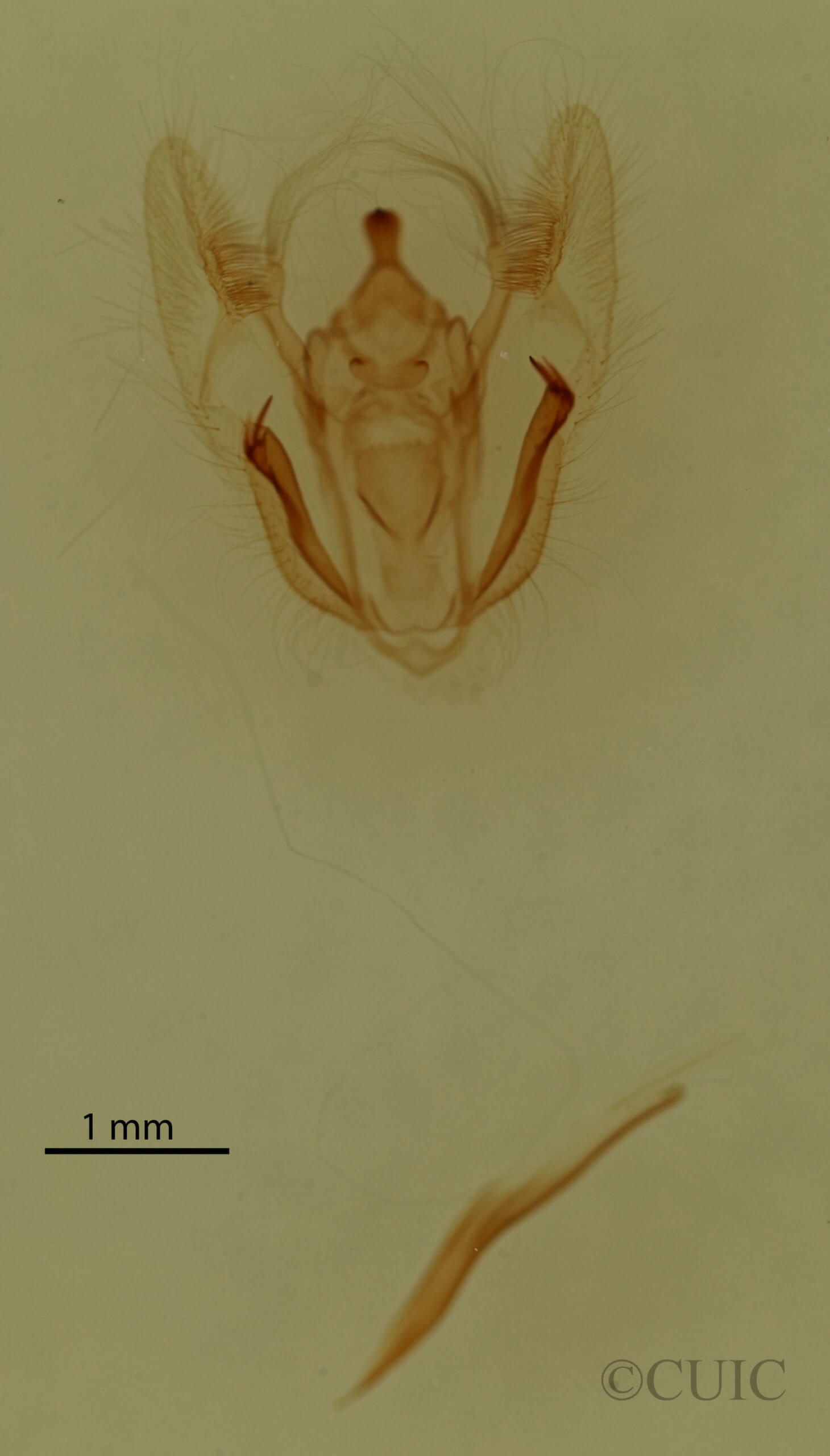 genitalia view of adult Melanolophia canadaria