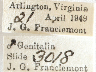 label view of adult Melanolophia canadaria