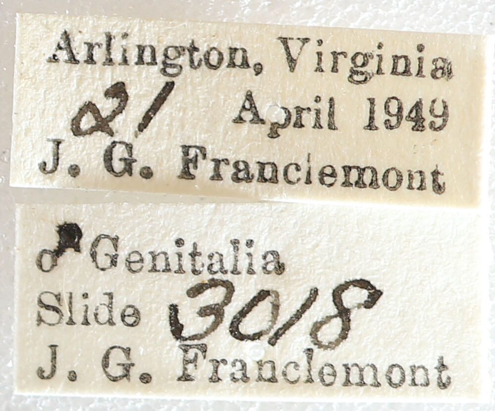 label view of adult Melanolophia canadaria