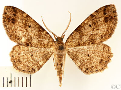dorsal view of adult Melanolophia canadaria