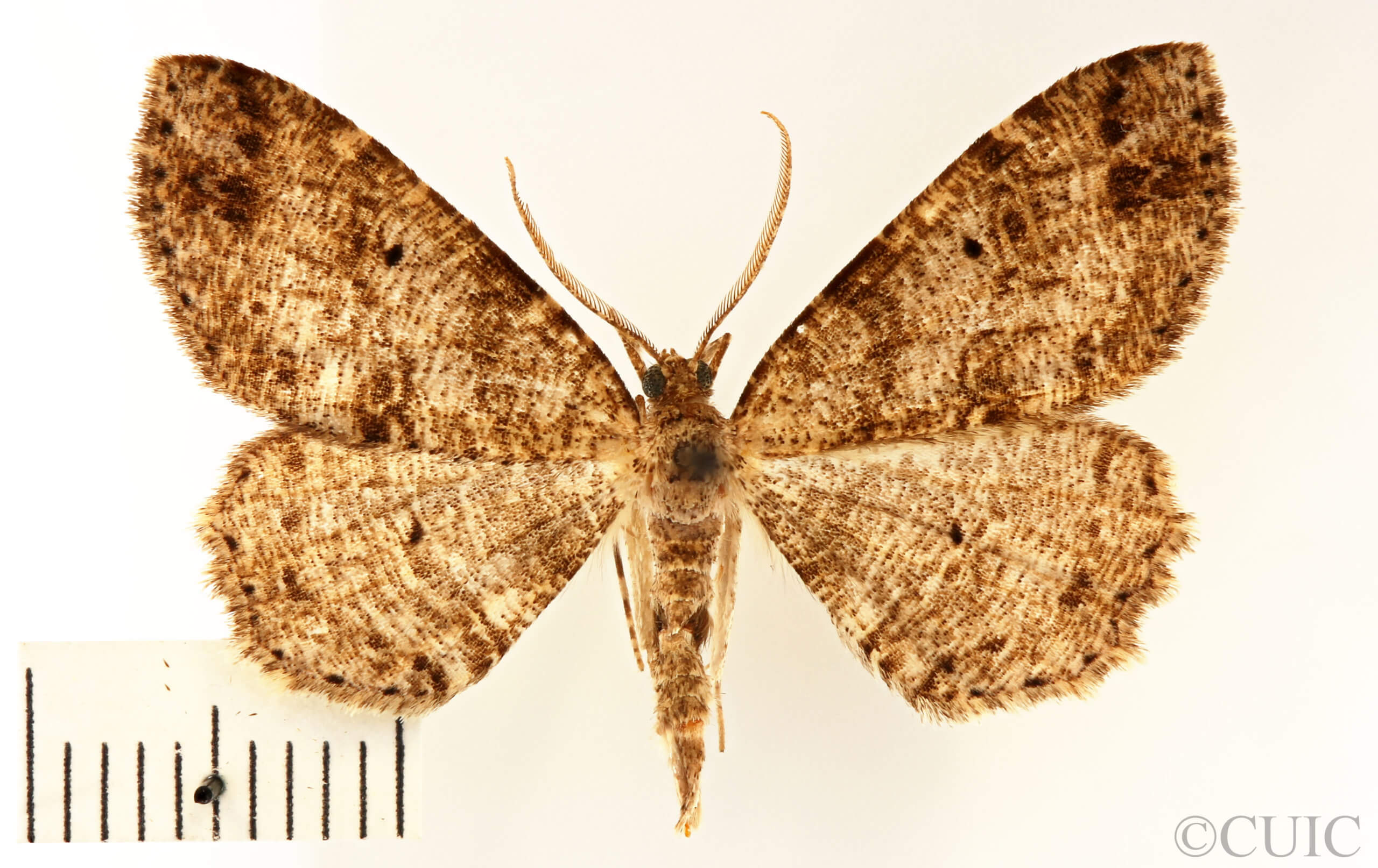 dorsal view of adult Melanolophia canadaria