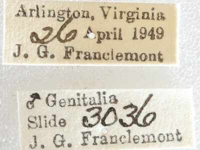 label view of adult Melanolophia canadaria