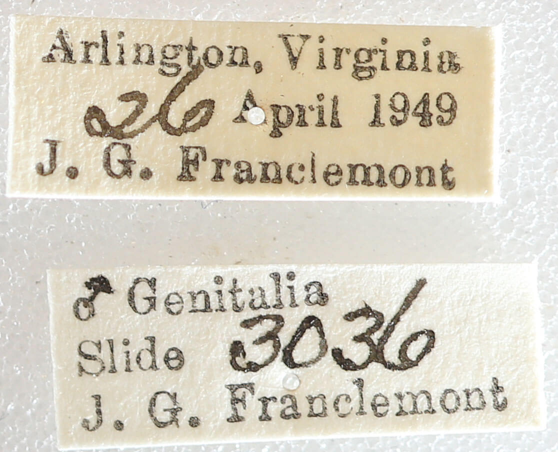 label view of adult Melanolophia canadaria