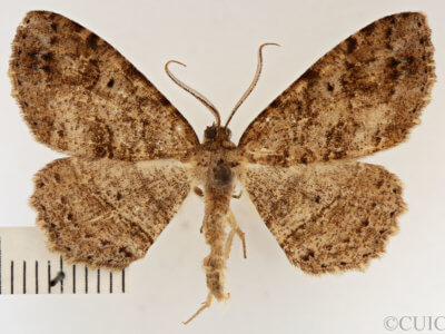dorsal view of adult Melanolophia canadaria