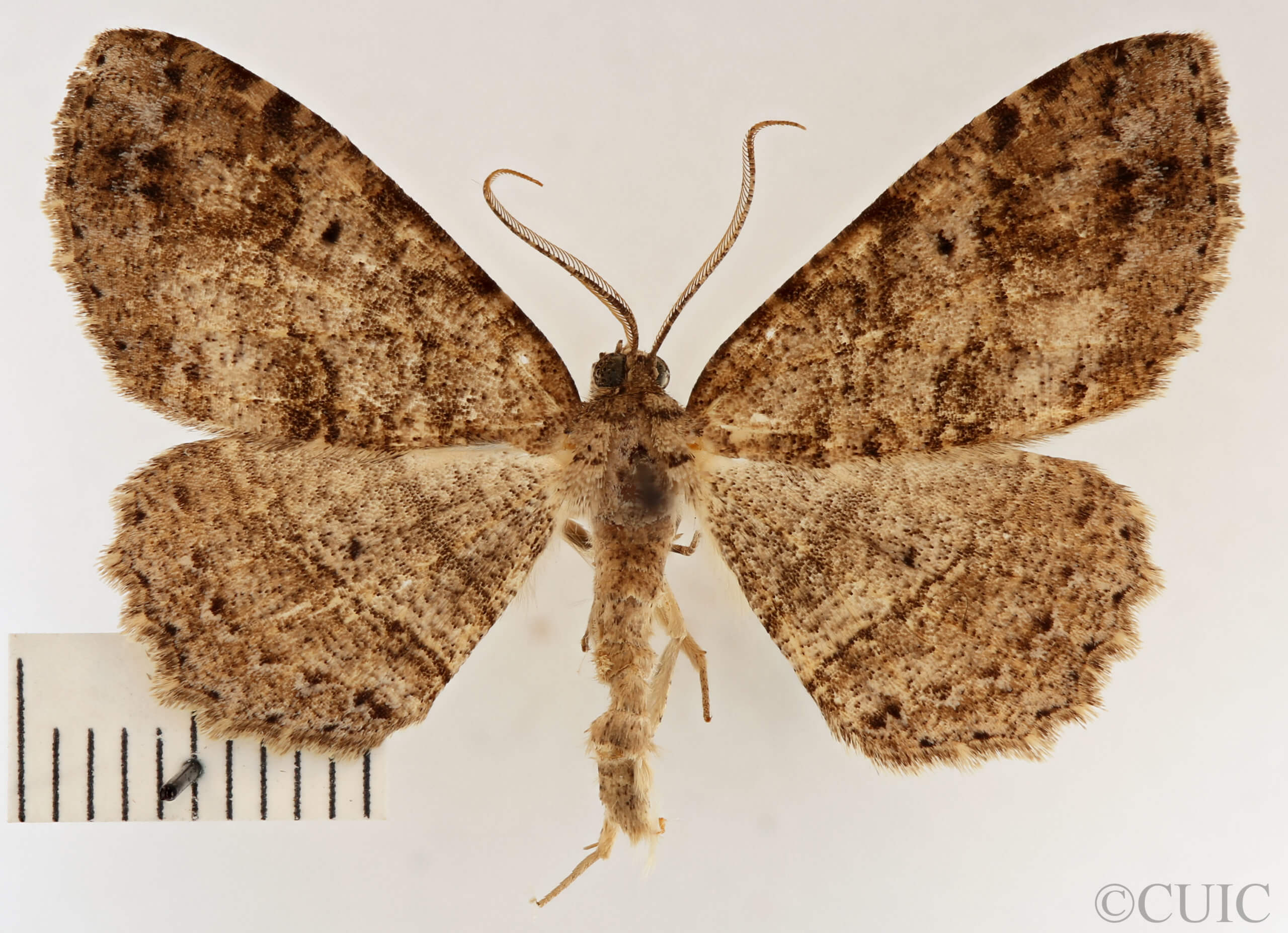 dorsal view of adult Melanolophia canadaria