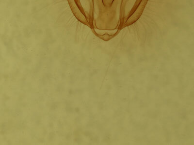 genitalia view of adult Melanolophia canadaria