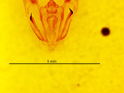 genitalia view of adult Melanolophia canadaria
