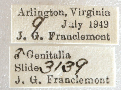 label view of adult Melanolophia canadaria