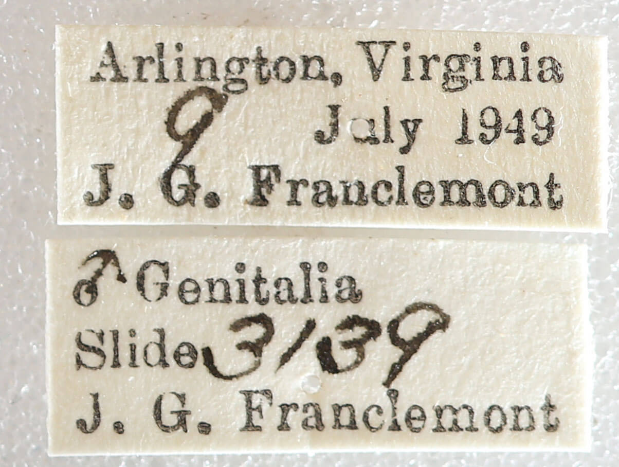 label view of adult Melanolophia canadaria