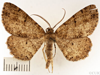 dorsal view of adult Melanolophia canadaria