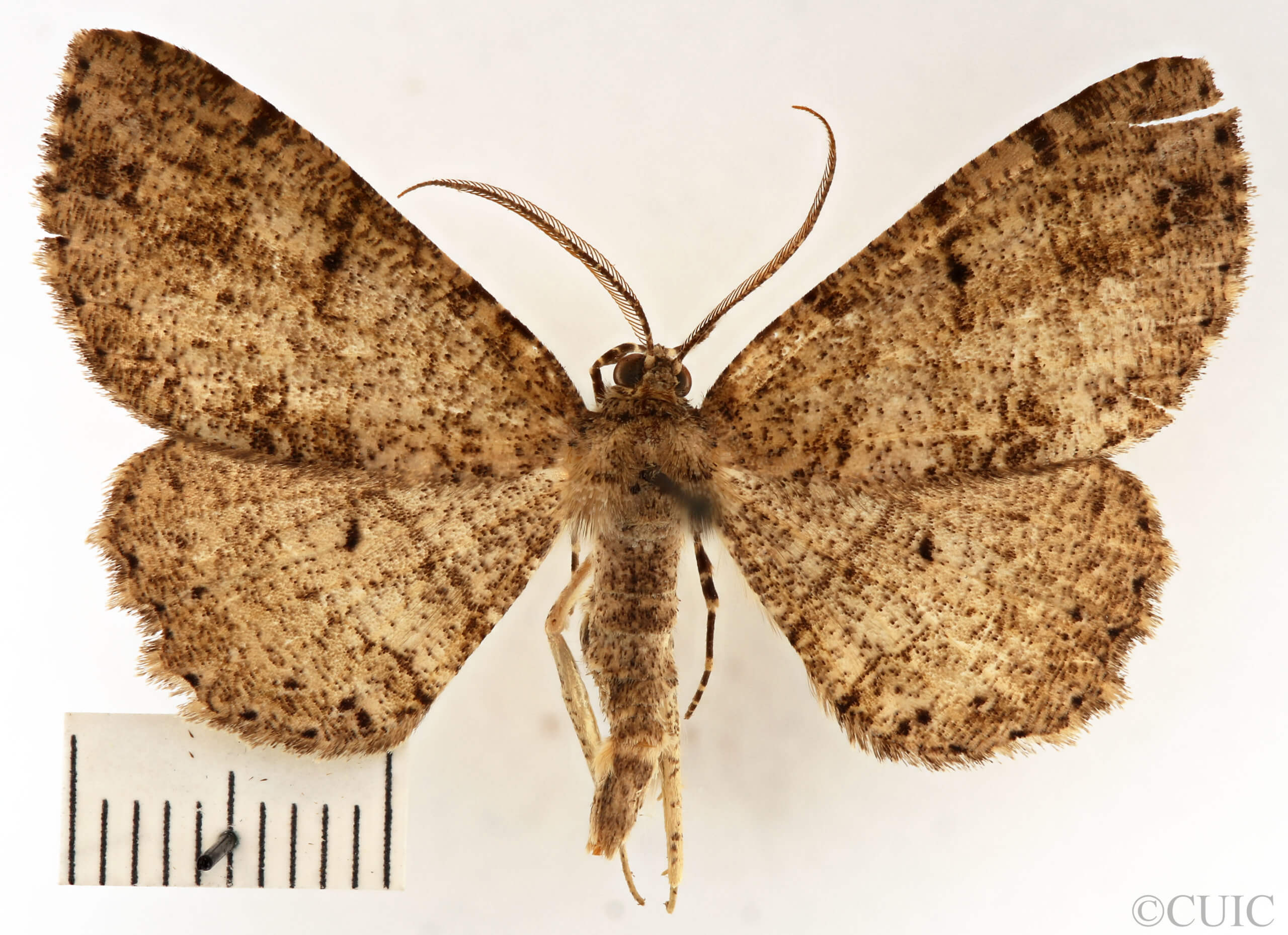 dorsal view of adult Melanolophia canadaria