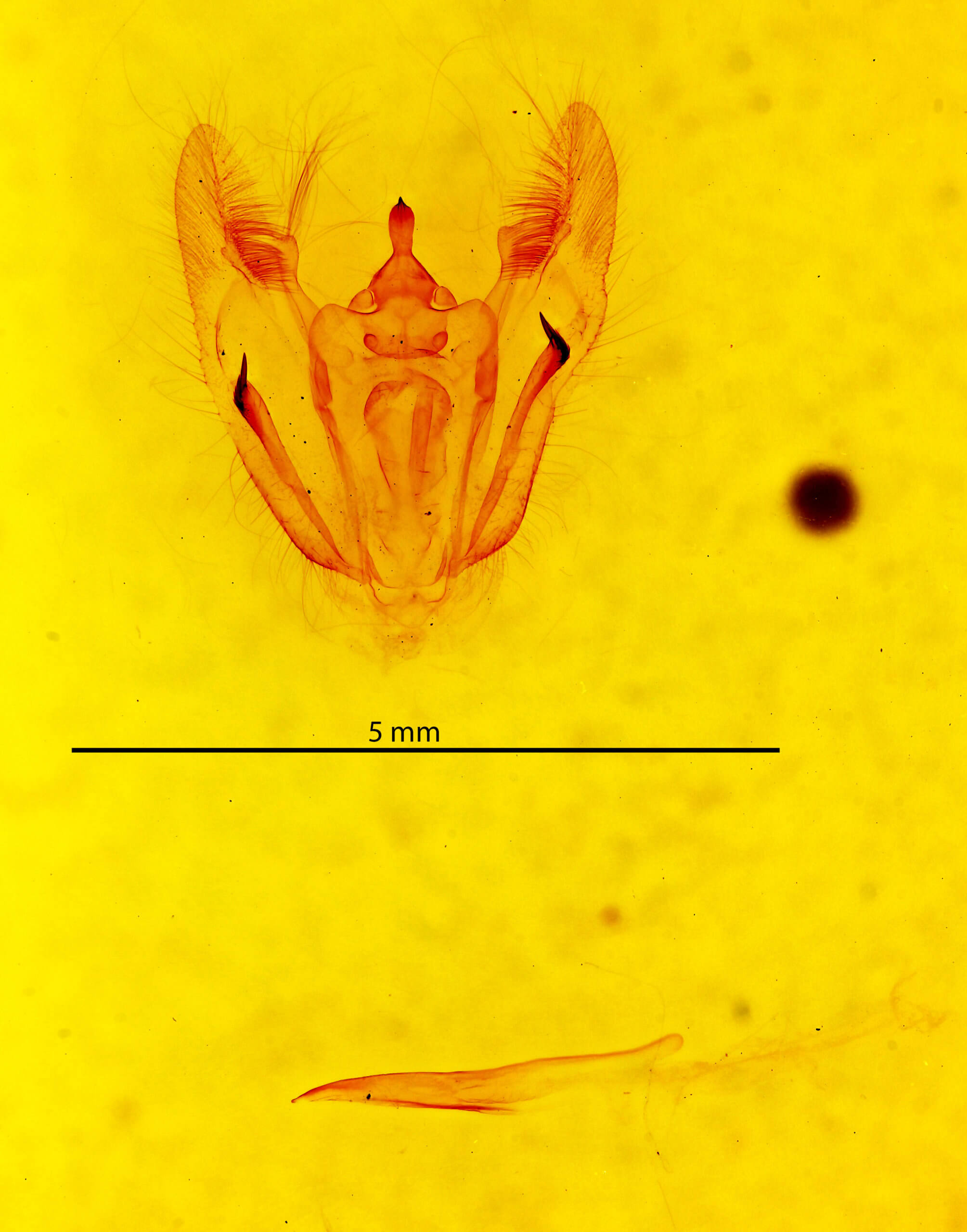 genitalia view of adult Melanolophia canadaria