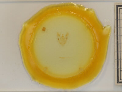 slide view of adult Melanolophia canadaria