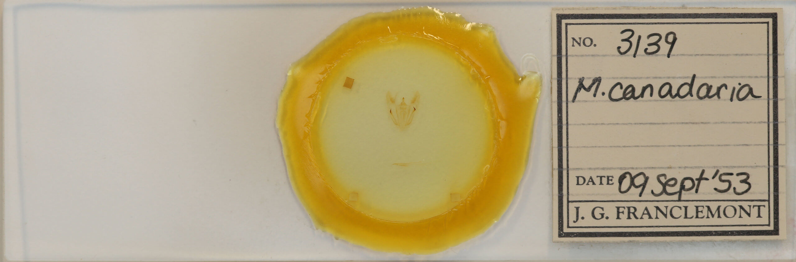 slide view of adult Melanolophia canadaria