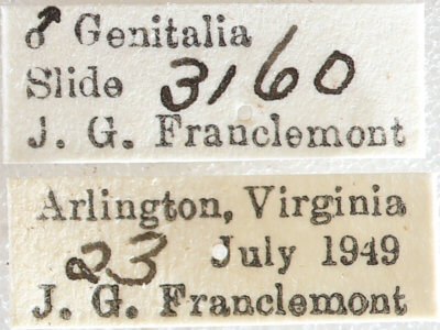 label view of adult Melanolophia canadaria