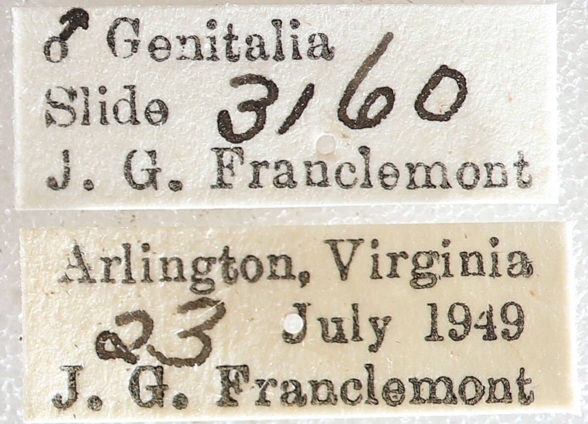 label view of adult Melanolophia canadaria