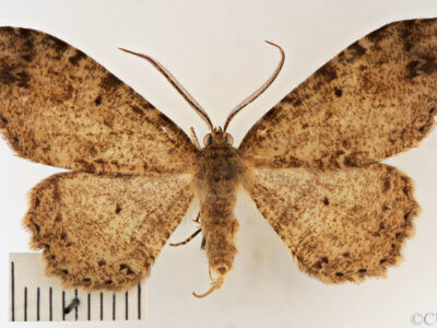 dorsal view of adult Melanolophia canadaria